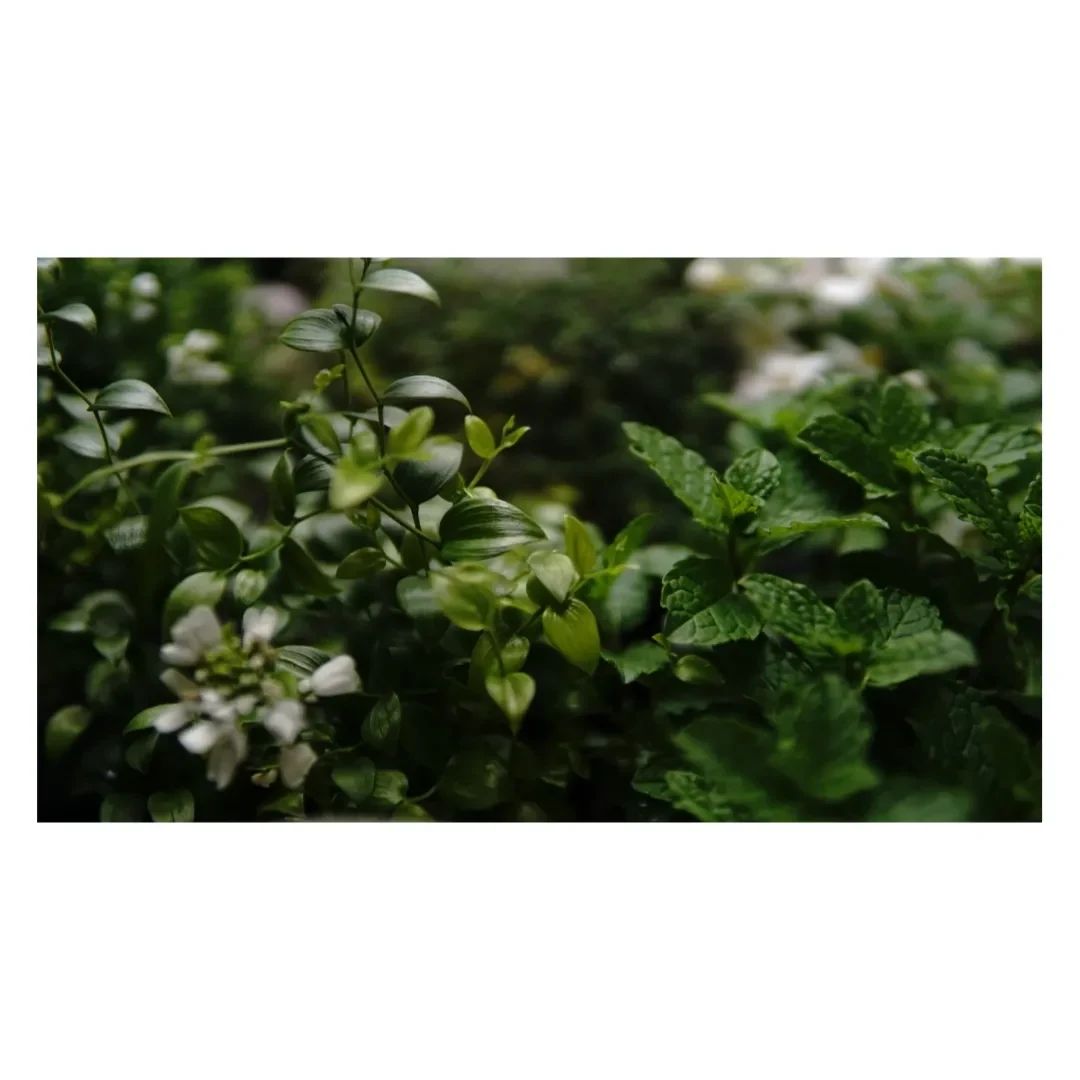 地球上に生息する生命のうち95%が植物だそう人間や動物、菌類まで含めてもたったの5%なにかの数字と似ていますね孤独を感じるとき、不安や焦り、心配事に振り回されている時は、自分だけのことを考えているとき力ずくで動かそうとしてるとき自然療法までいかなくても海を眺めたり、空を見上げたりお花や植物をを飲んだり愛でたり自然由来の食事やお菓子なんかをいただくと感じる安心感はそういったことなんでしょうねたった、5%のわたしたちができることはもっと信頼して今を味わうことだけ委ねるとやってくるふしぎ子供達はまだまだ自然に近いですねいつも、今を生きていますね遠くの何かを探しにいくのではなくいまある自然を感じるのが上手ですここで言う自然とは山や海川にいくことだけでなく自然な思考という意味忘れてしまったら自然に触れましょう子供みたいに遊びましょう